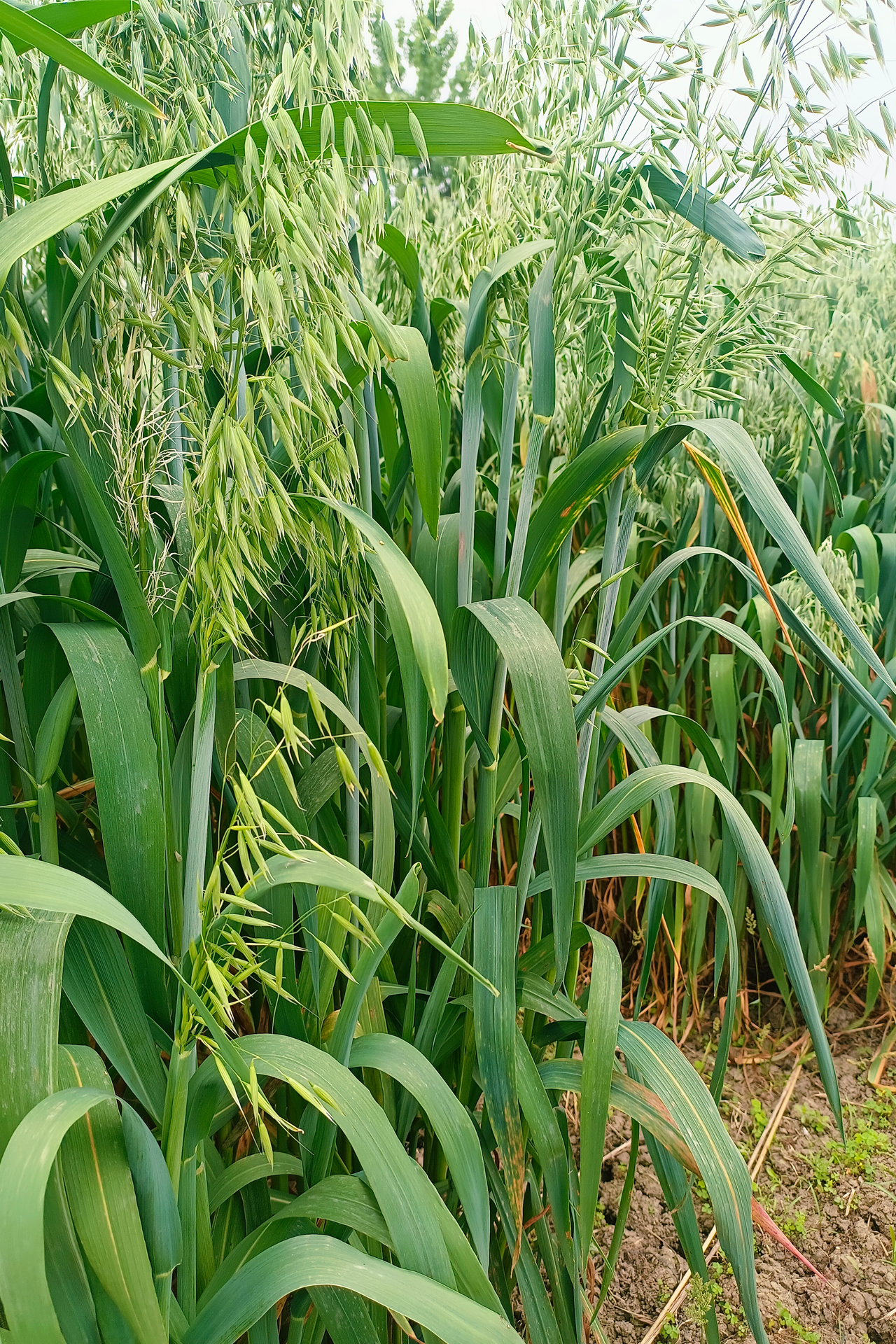 Avena sativa